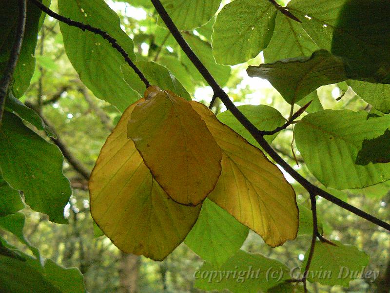 Beech leaves, Hampstead Heath P1140629.JPG